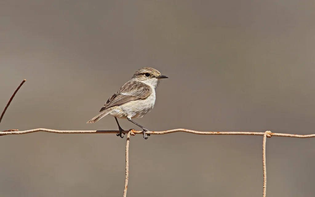 加纳利石䳭(Saxicola dacotiae)