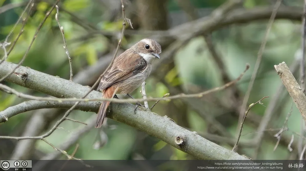 灰林䳭(Saxicola ferreus)