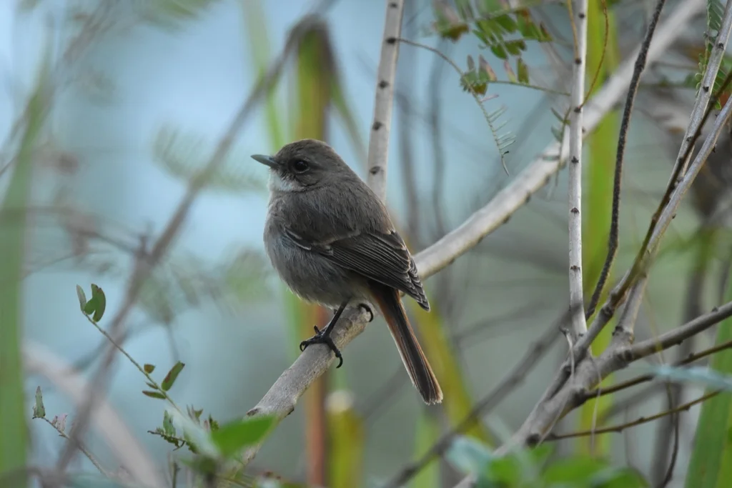 灰林䳭(Saxicola ferreus)