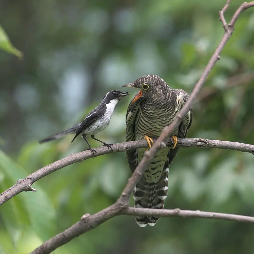 灰林䳭(Saxicola ferreus)