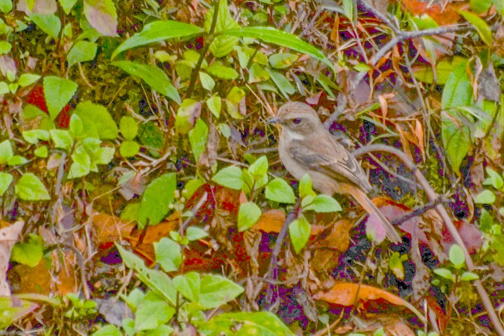 灰林䳭(Saxicola ferreus)