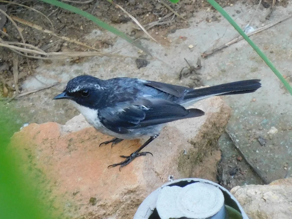 灰林䳭(Saxicola ferreus)