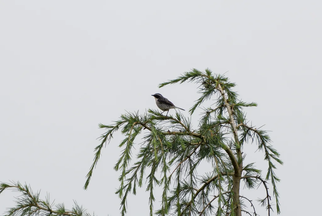 灰林䳭(Saxicola ferreus)