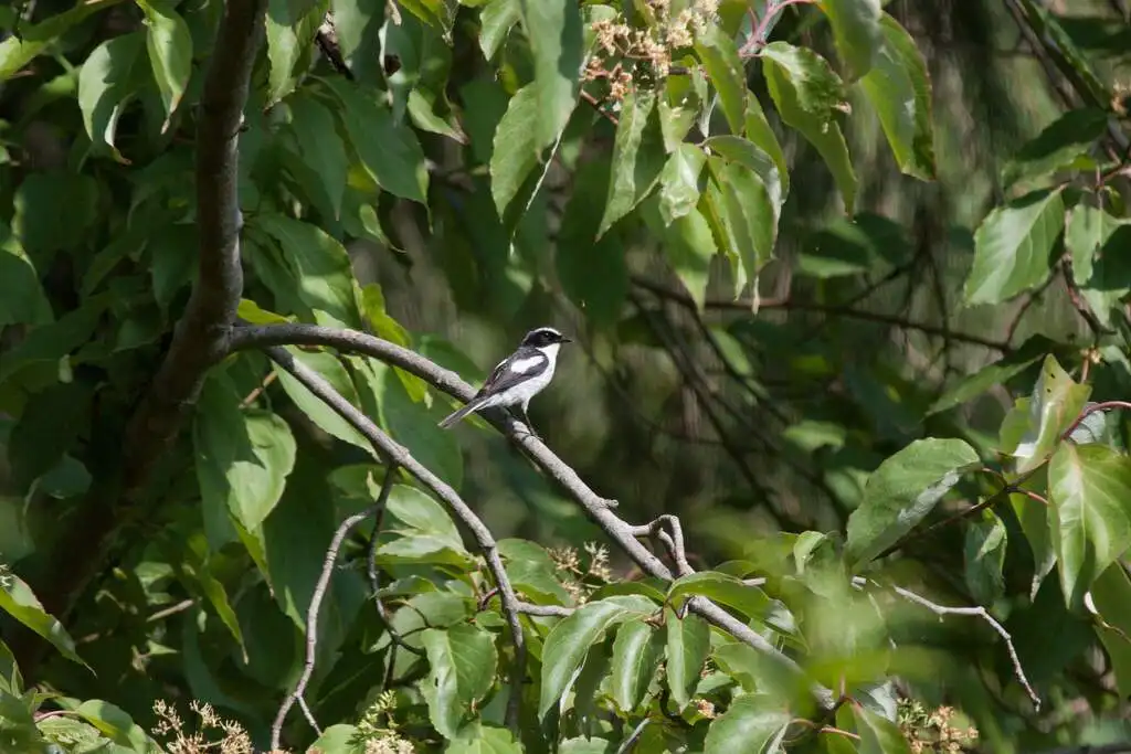 灰林䳭(Saxicola ferreus)