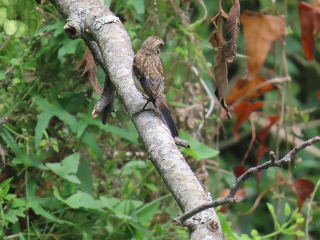 灰林䳭(Saxicola ferreus)
