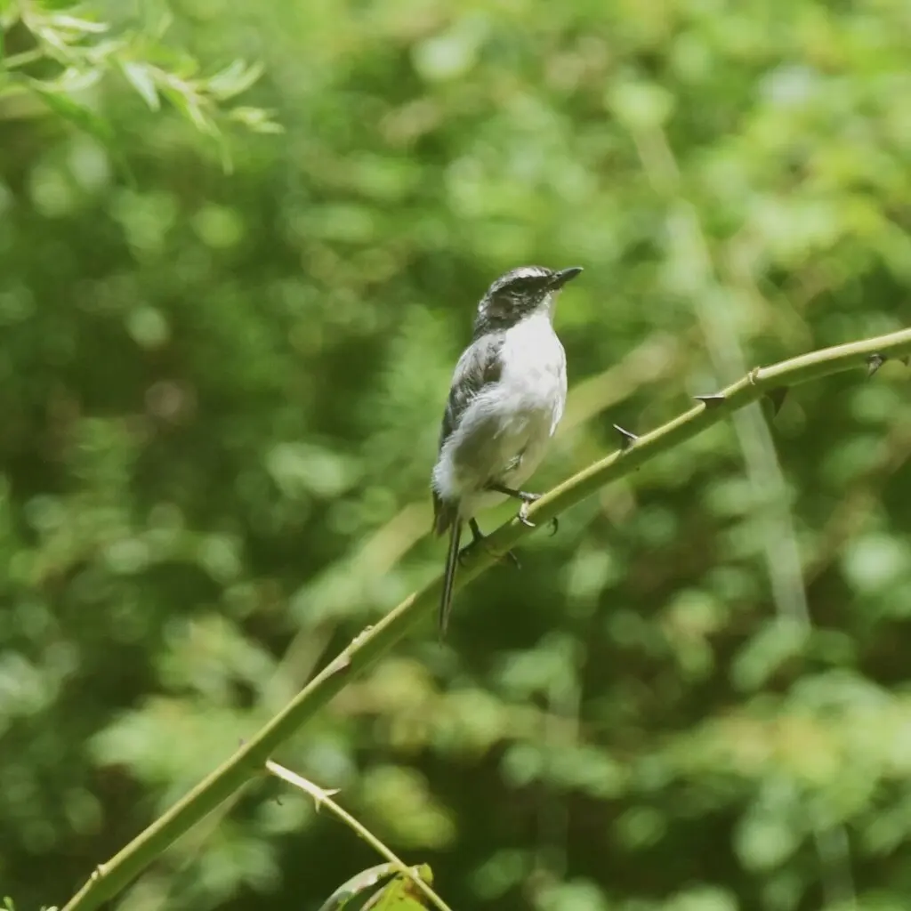 灰林䳭(Saxicola ferreus)