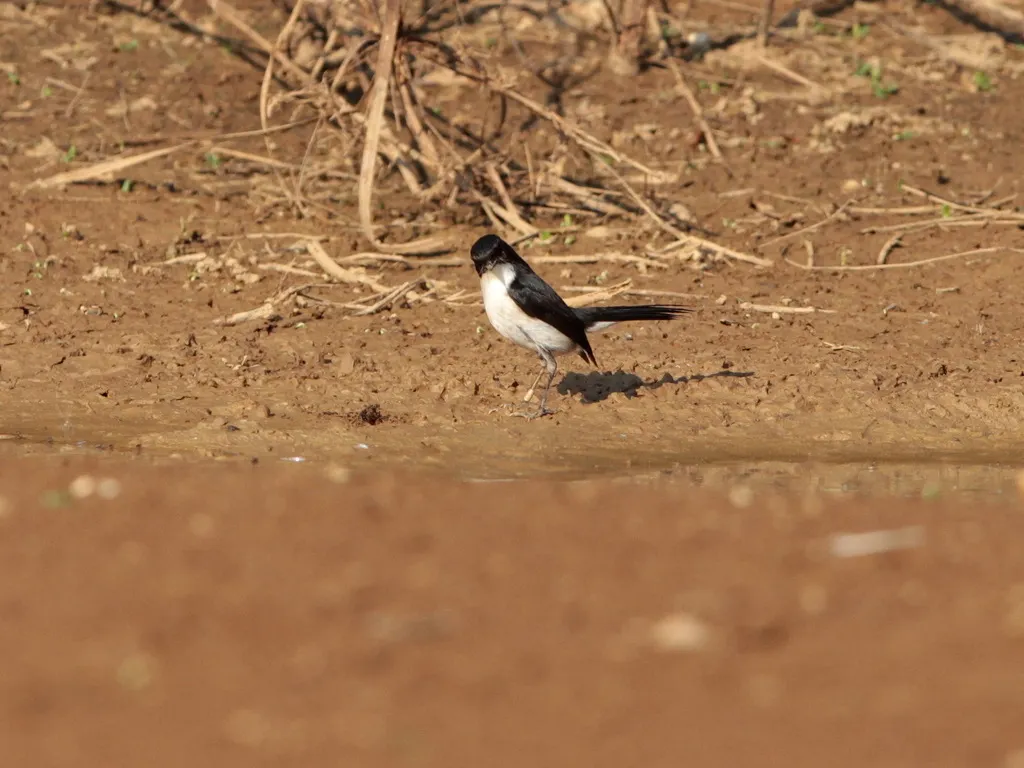 黑白林䳭(Saxicola jerdoni)