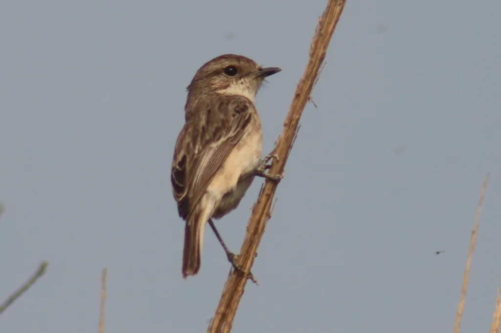 白尾石䳭(Saxicola leucurus)