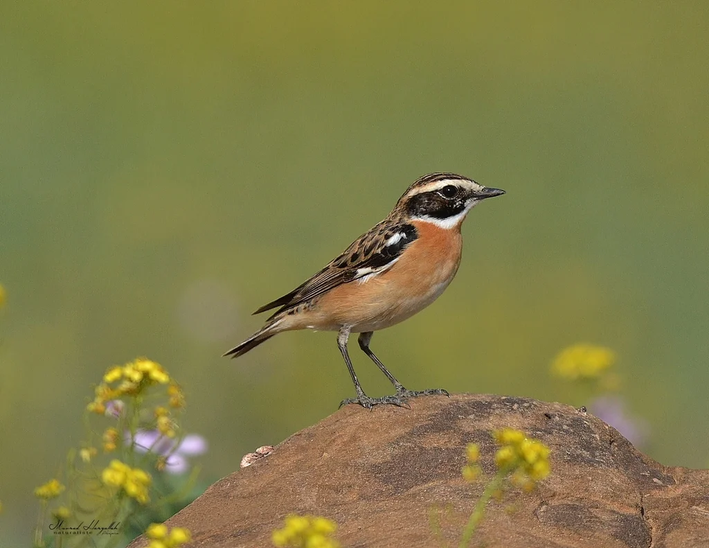 草原石䳭(Saxicola rubetra)