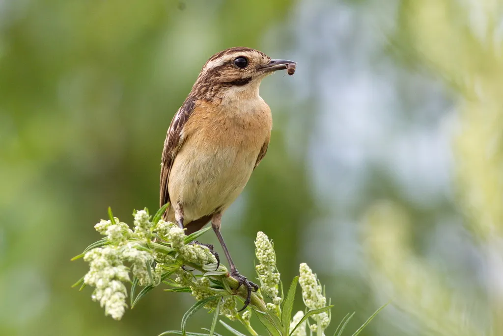 草原石䳭(Saxicola rubetra)