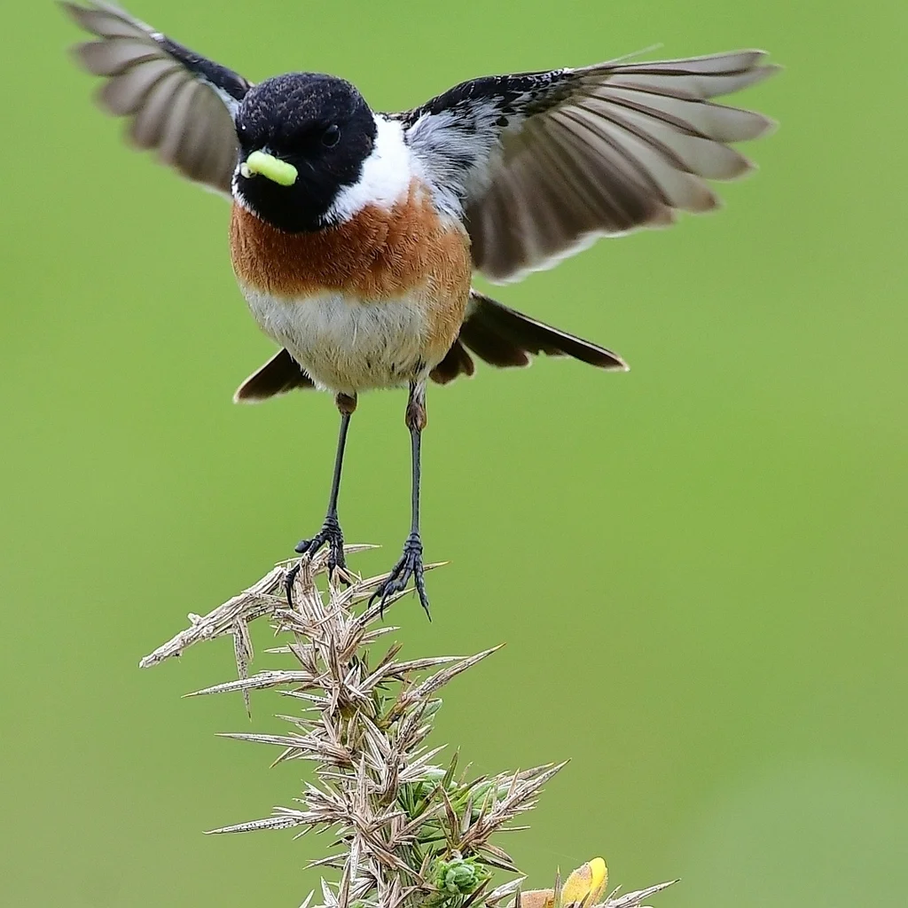 欧石䳭（Saxicola rubicola）