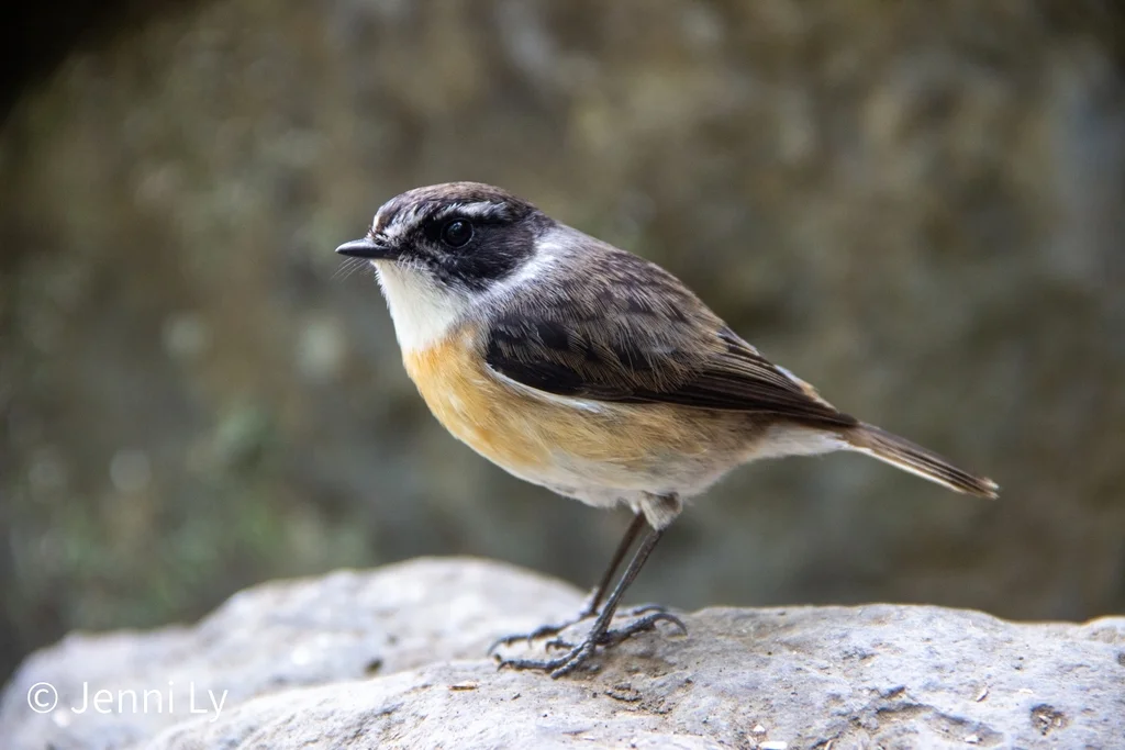 留尼汪石䳭(Saxicola tectes)