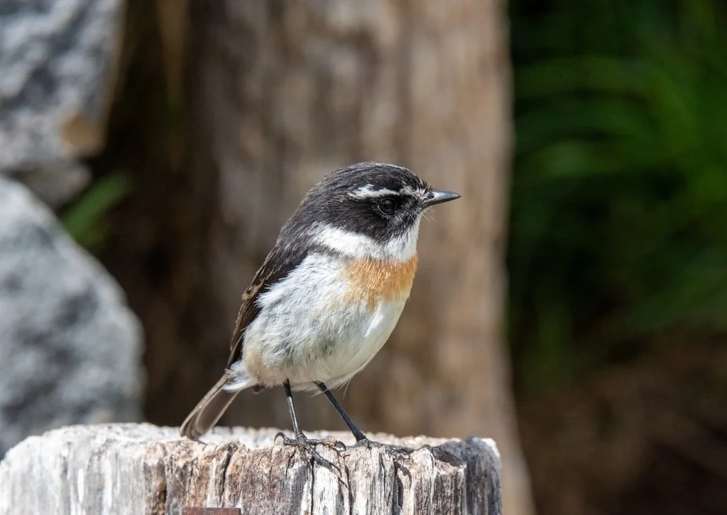 留尼汪石䳭(Saxicola tectes)