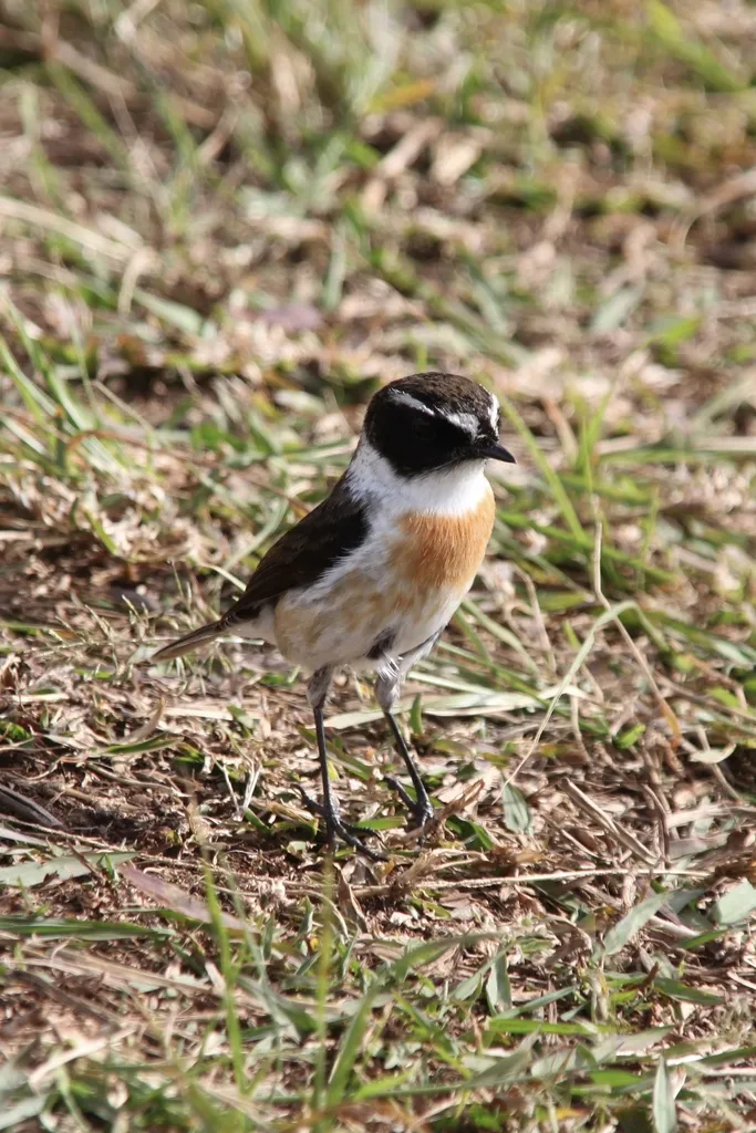 留尼汪石䳭(Saxicola tectes)