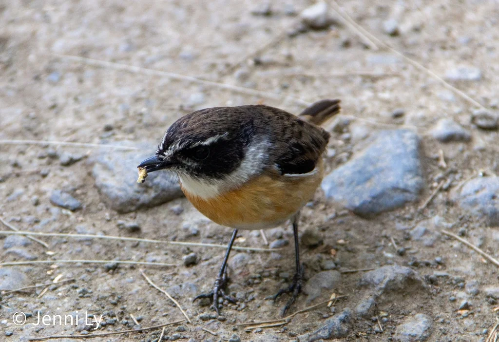 留尼汪石䳭(Saxicola tectes)