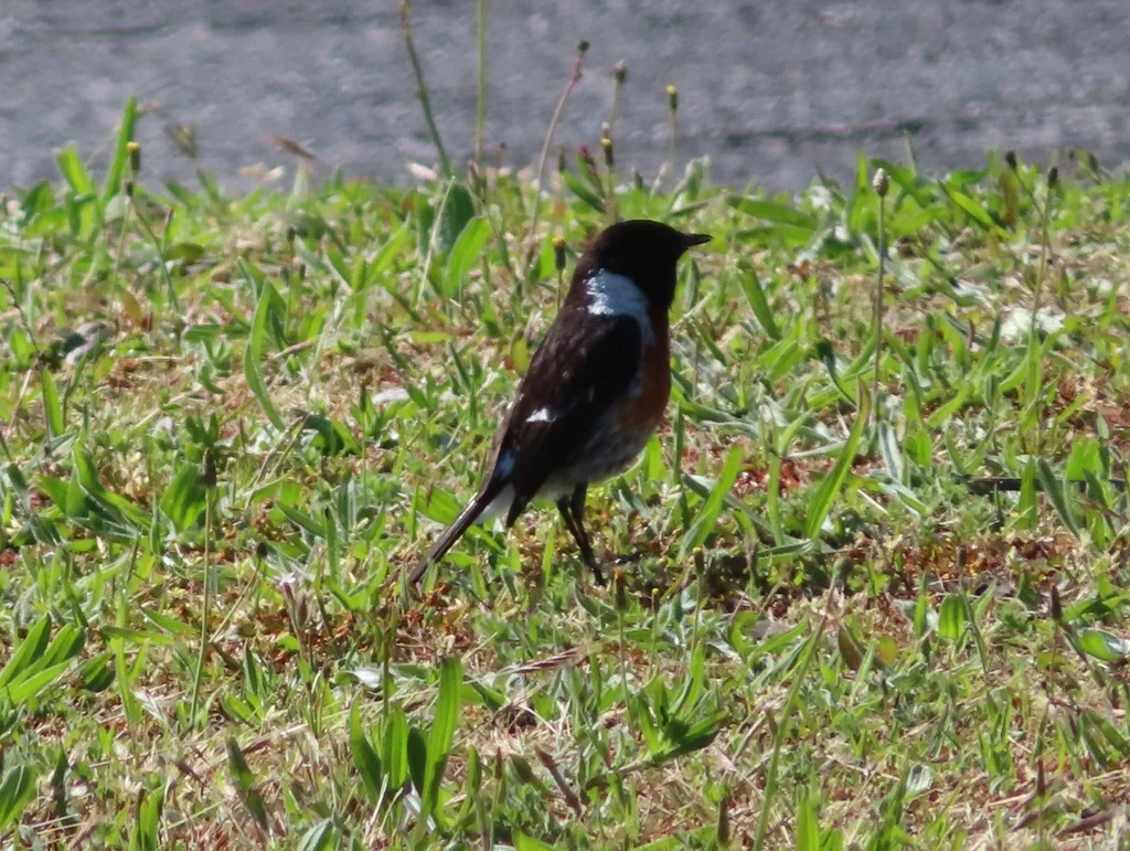 非洲石䳭(Saxicola torquatus)