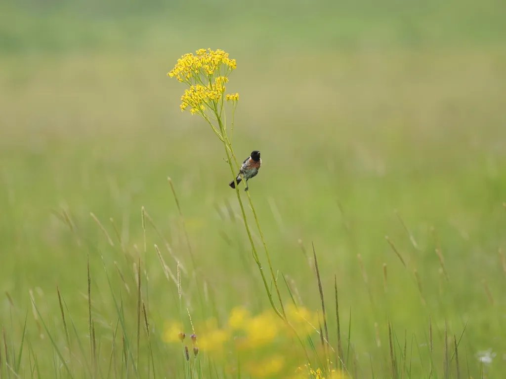 非洲石䳭(Saxicola torquatus)
