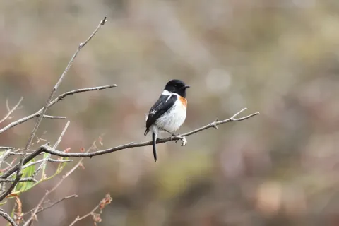 非洲石䳭
