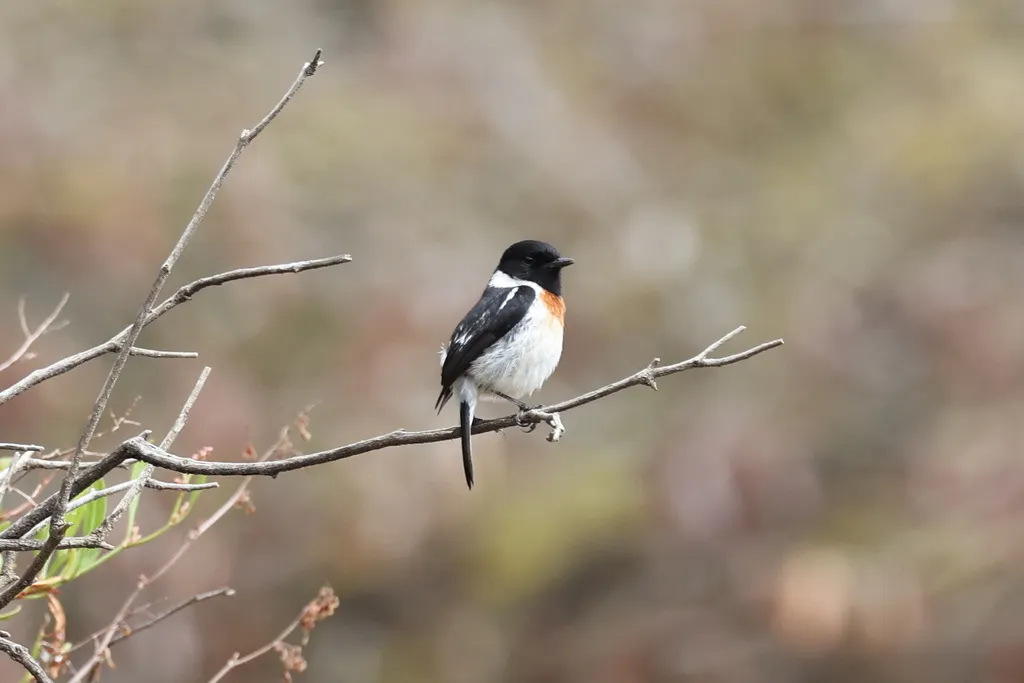 非洲石䳭(Saxicola torquatus)