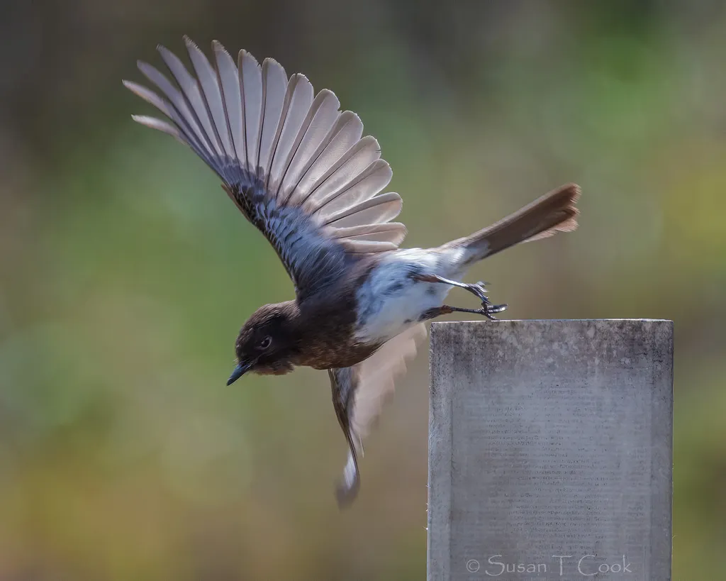 黑长尾霸鹟（Sayornis nigricans）