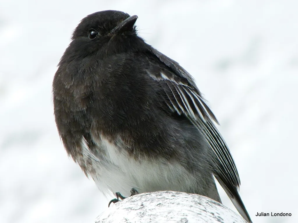 黑长尾霸鹟（Sayornis nigricans）
