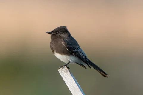黑长尾霸鹟