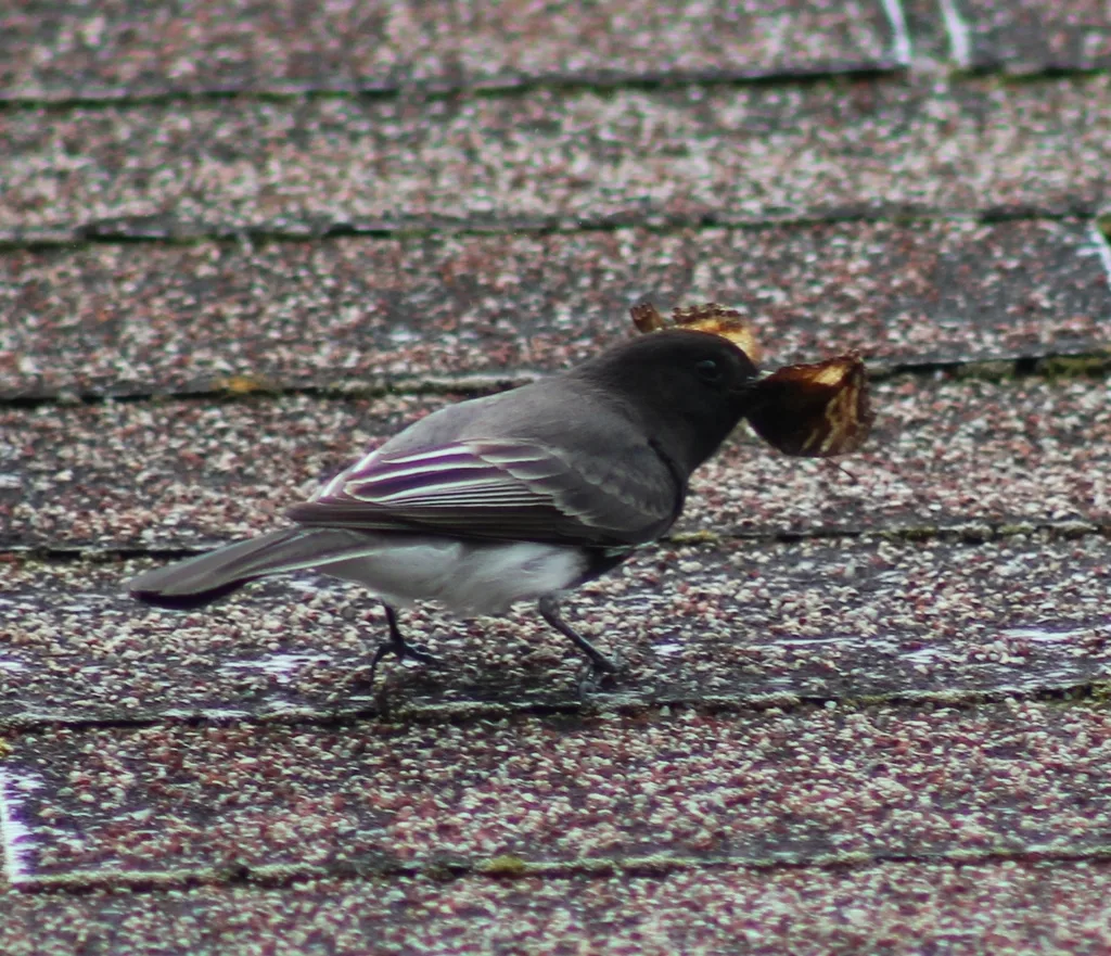 黑长尾霸鹟（Sayornis nigricans）