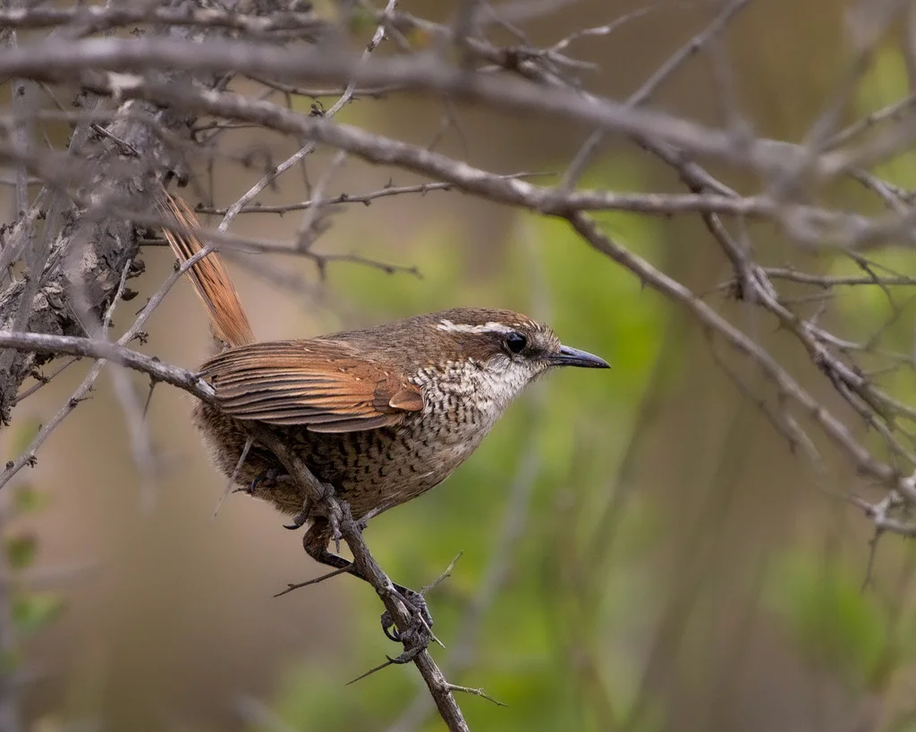 白喉窜鸟（Scelorchilus albicollis）