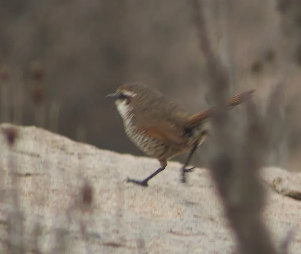 白喉窜鸟（Scelorchilus albicollis）