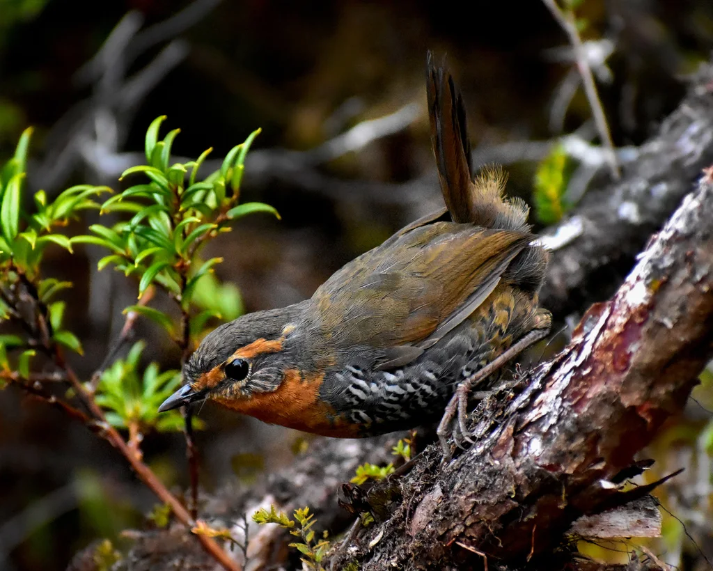 智利窜鸟(Scelorchilus rubecula)