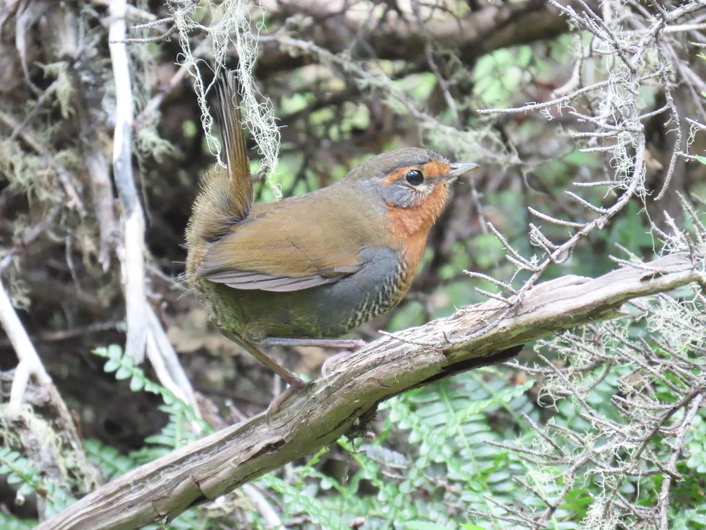 智利窜鸟(Scelorchilus rubecula)