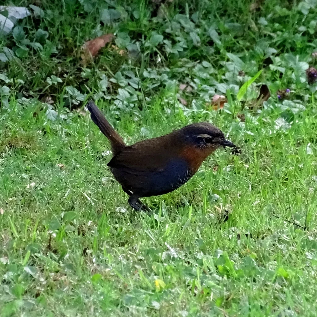 智利窜鸟(Scelorchilus rubecula)