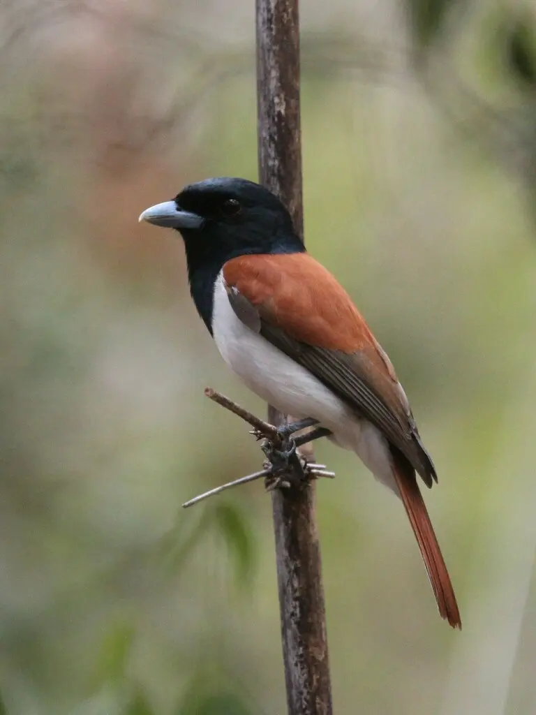 棕钩嘴鵙(Schetba rufa)