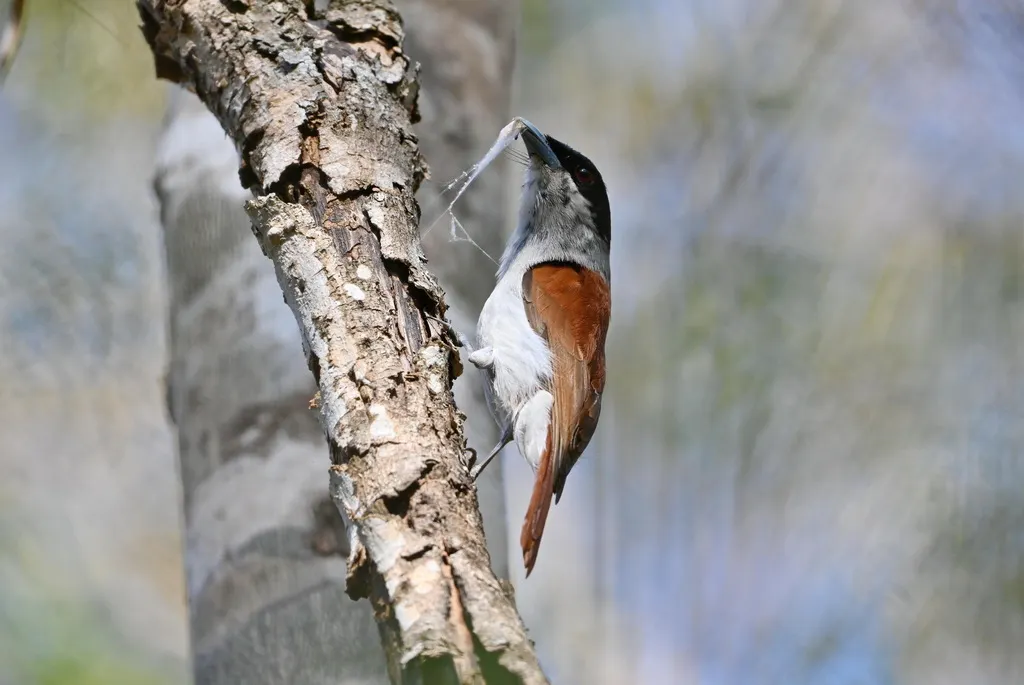 棕钩嘴鵙(Schetba rufa)