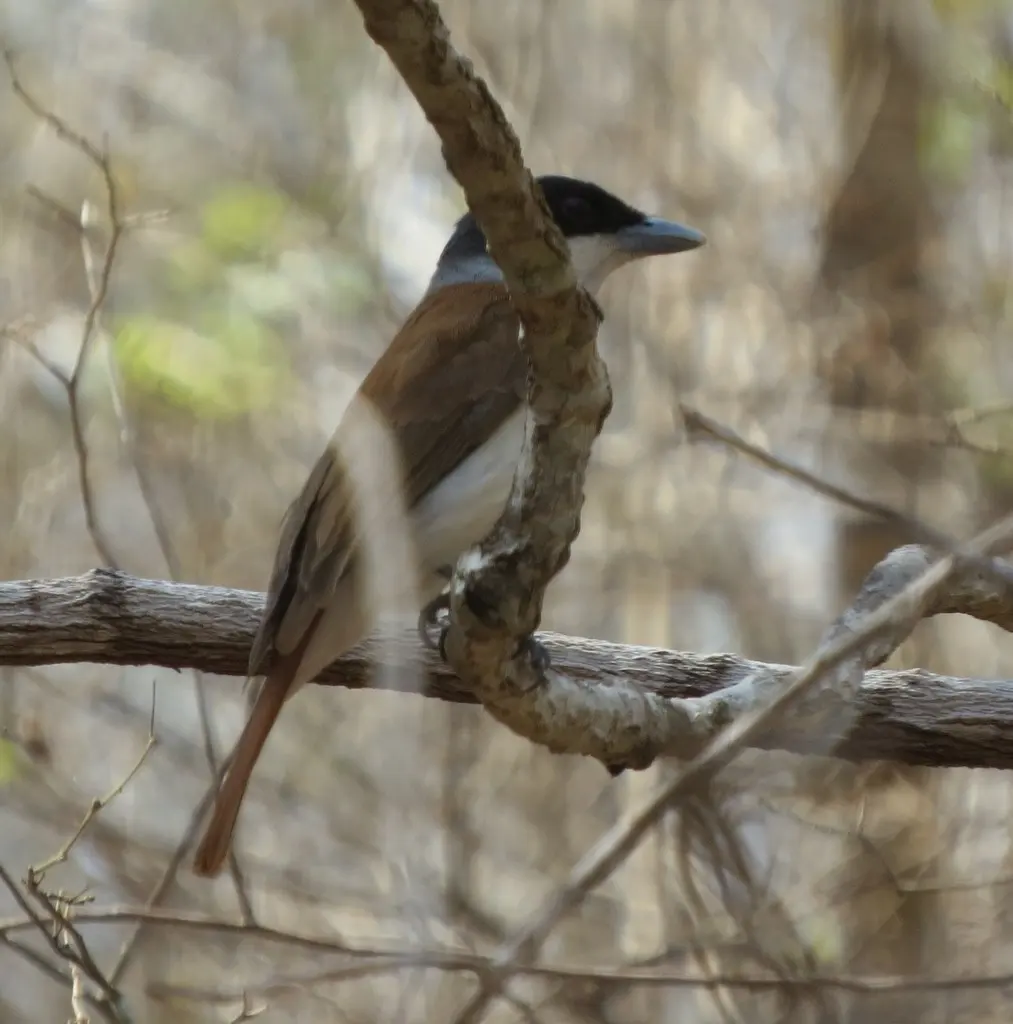 棕钩嘴鵙(Schetba rufa)