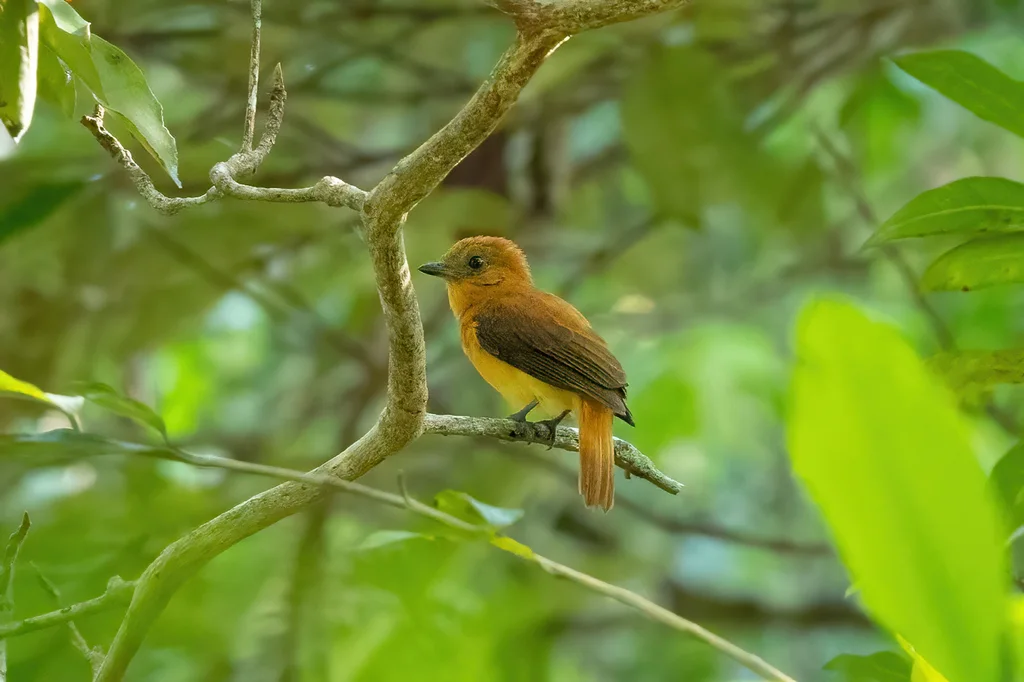 大希夫霸鹟（Schiffornis major）