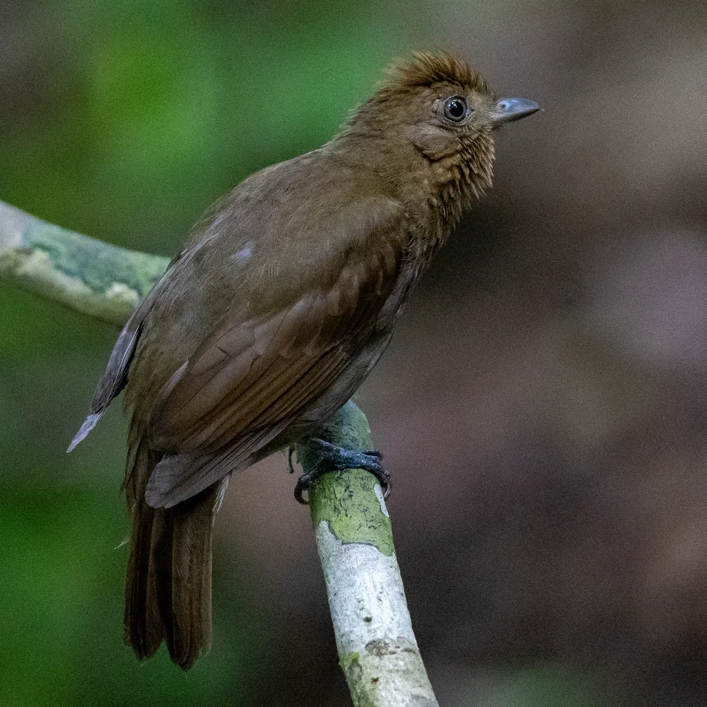 红翅希夫霸鹟(Schiffornis stenorhyncha)