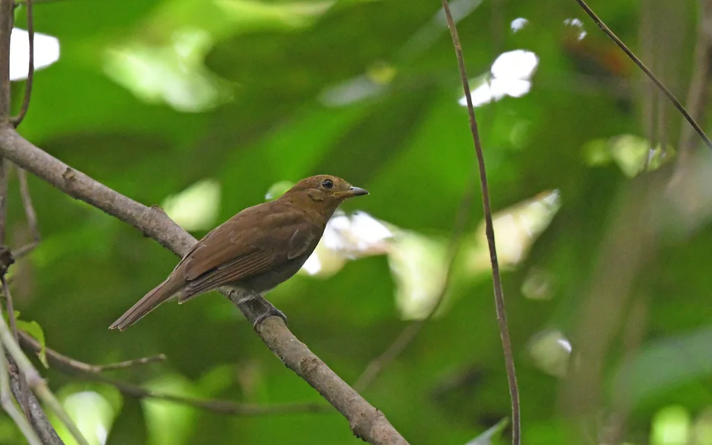 红翅希夫霸鹟(Schiffornis stenorhyncha)