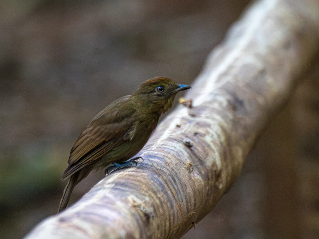 拟鸫希夫霸鹟(Schiffornis turdina)