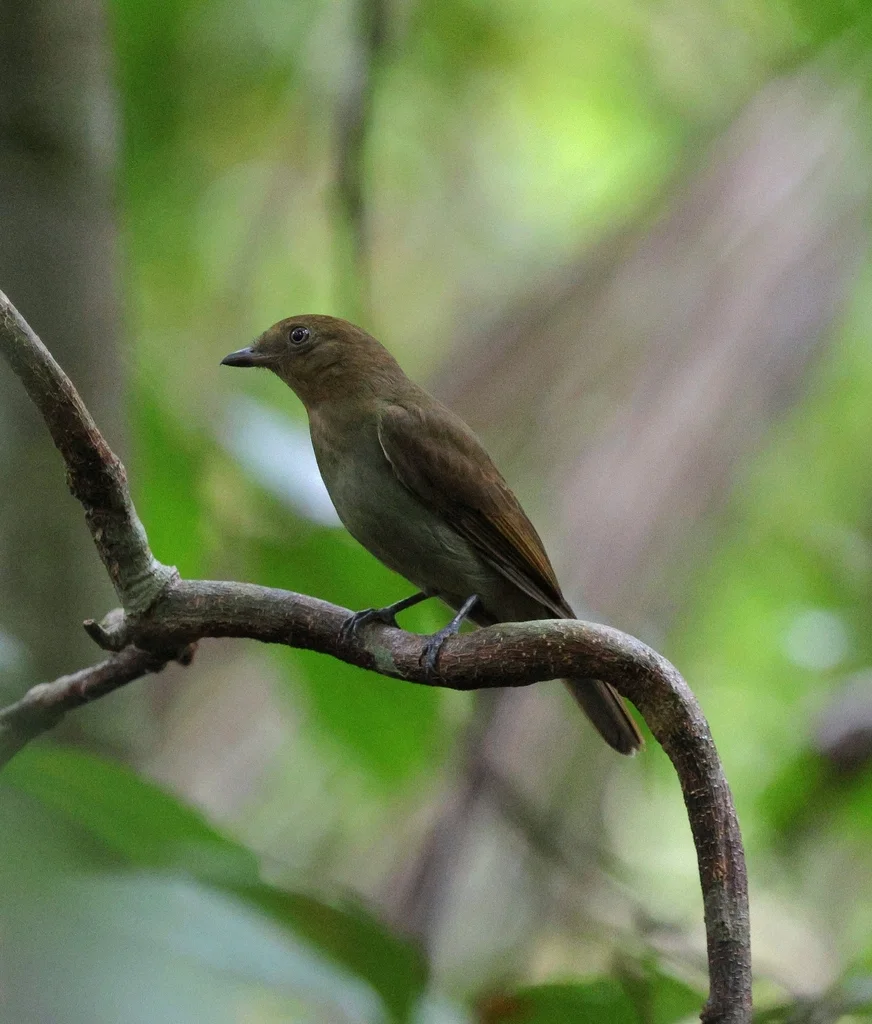 拟鸫希夫霸鹟(Schiffornis turdina)