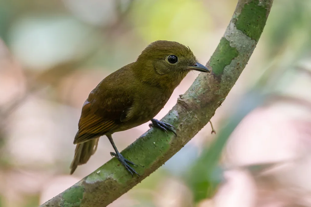北希夫霸鹟(Schiffornis veraepacis)