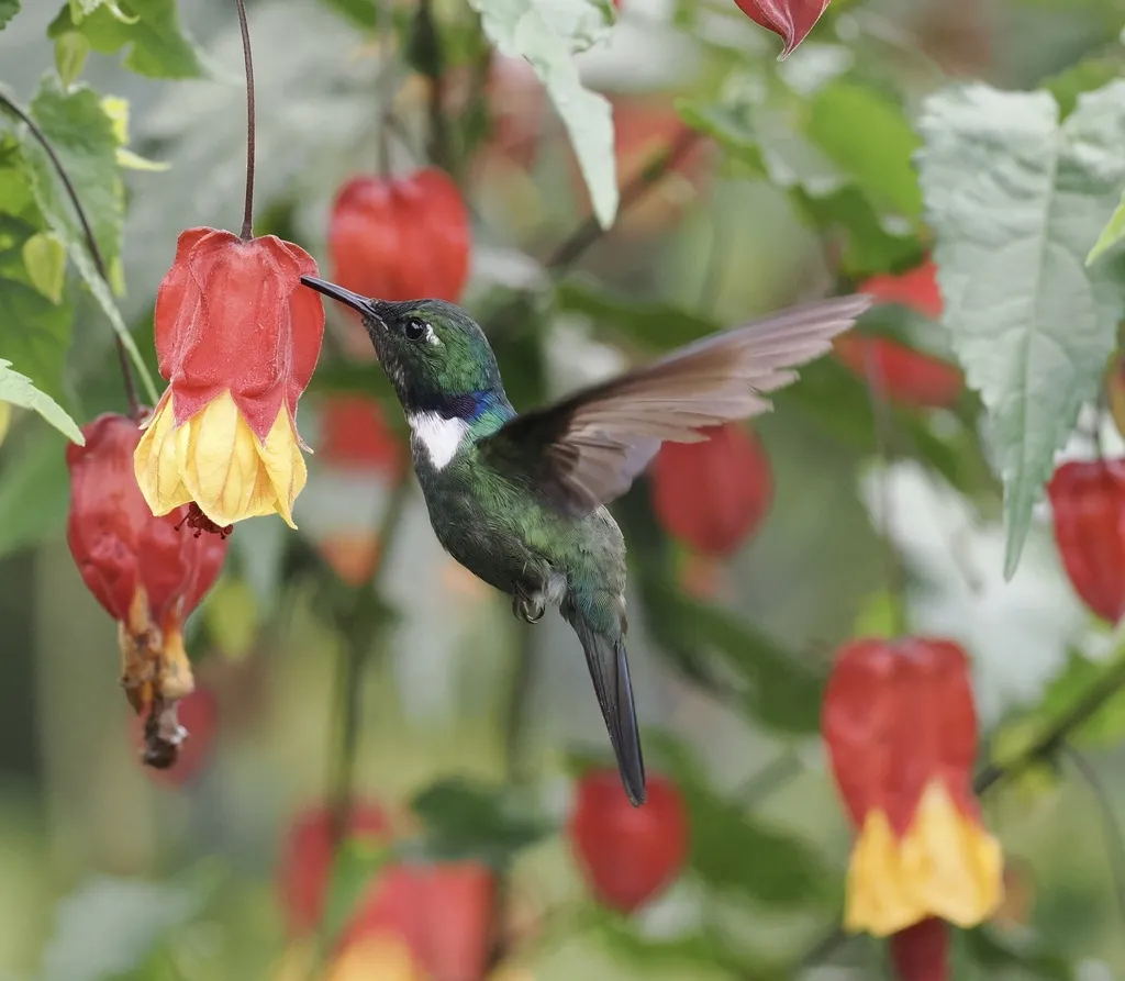 白喉楔嘴蜂鸟(Schistes albogularis)