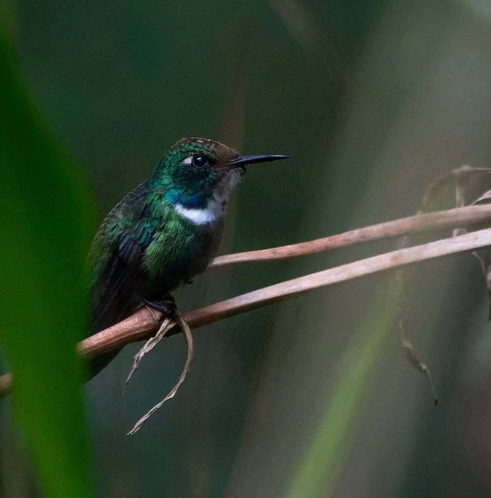 白喉楔嘴蜂鸟(Schistes albogularis)