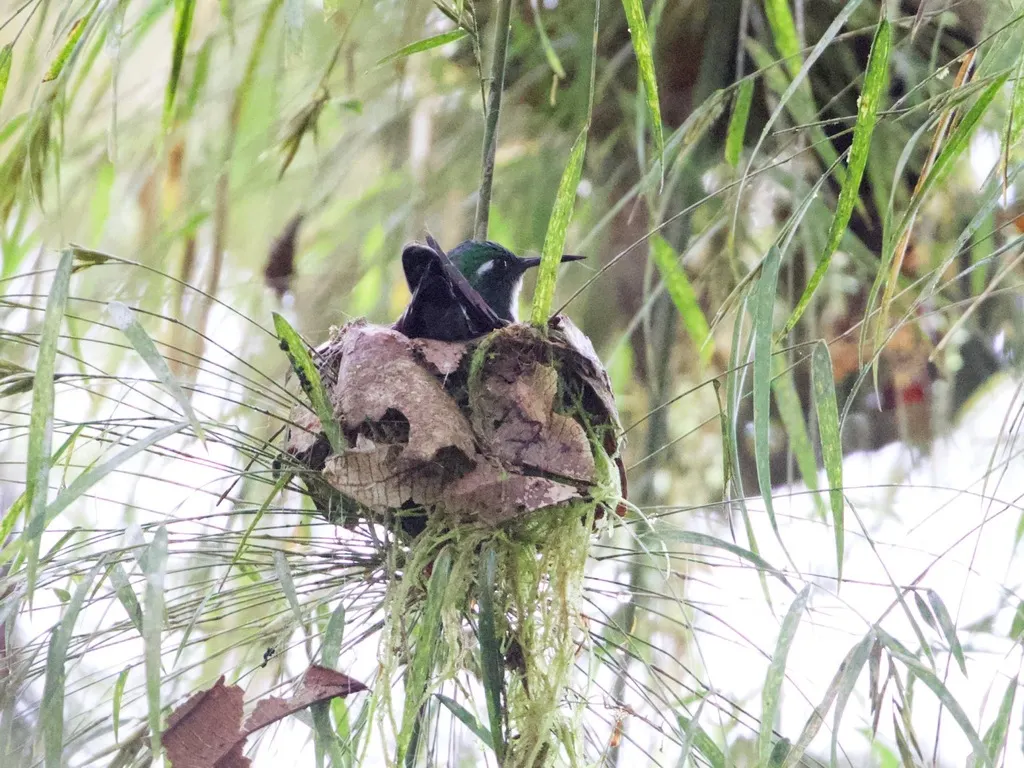 白喉楔嘴蜂鸟(Schistes albogularis)