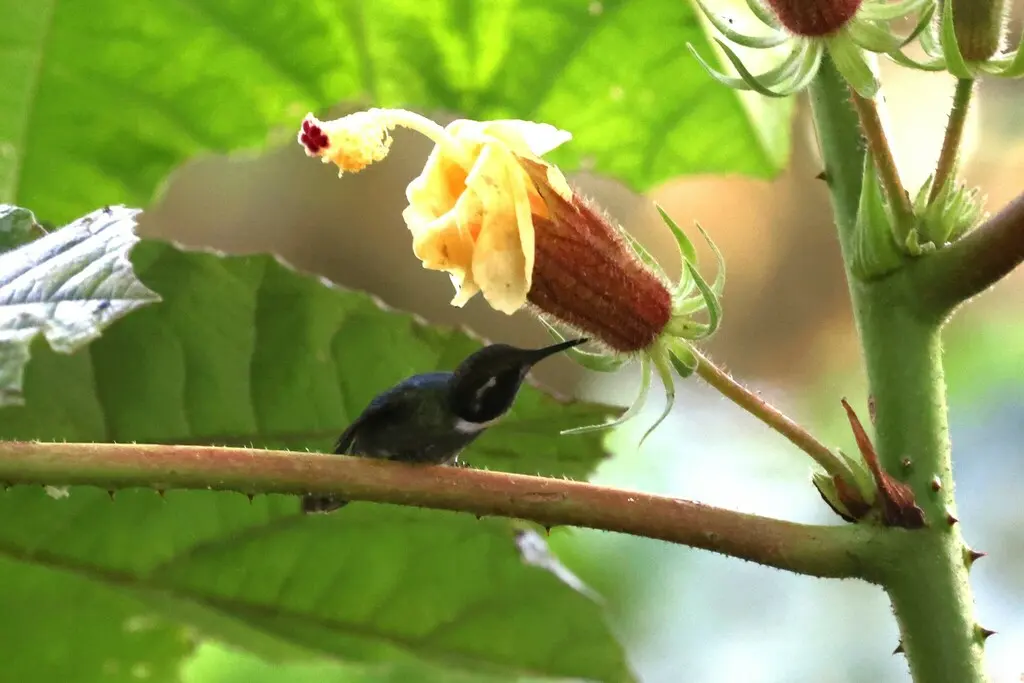 楔嘴蜂鸟(Schistes geoffroyi)