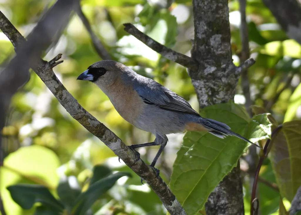 黄棕唐纳雀（Schistochlamys ruficapillus）