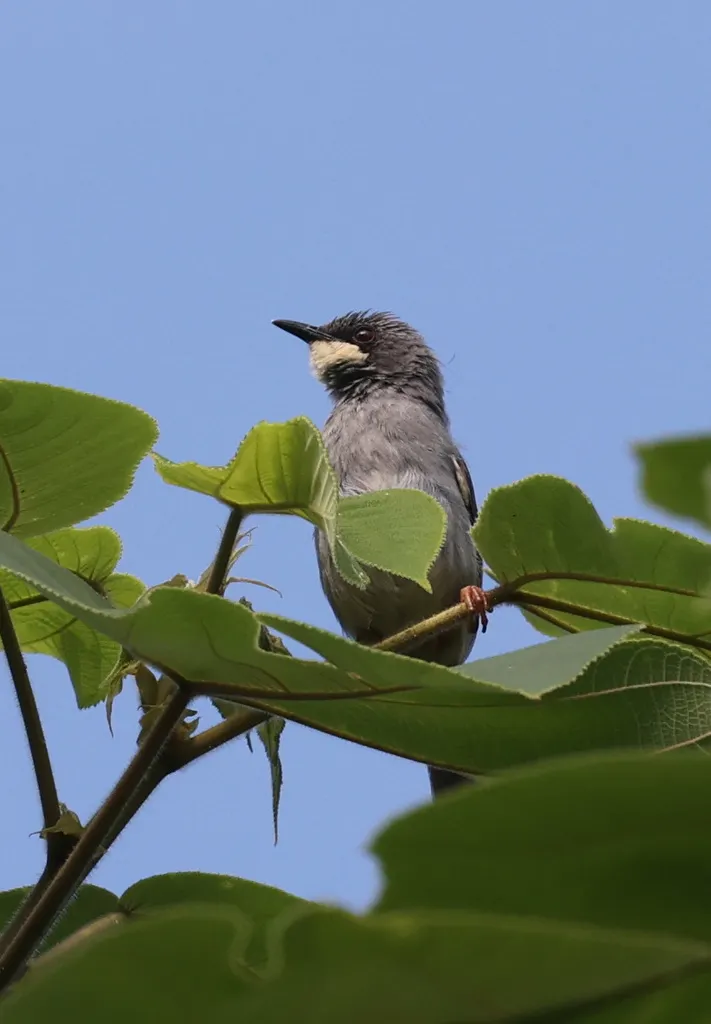 白颏山鹪莺(Schistolais leucopogon)