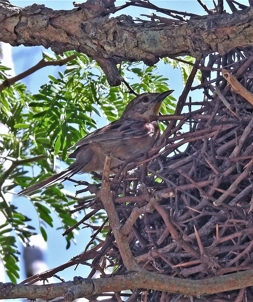霍托针尾雀(Schoeniophylax phryganophilus)