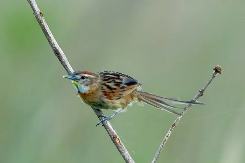 霍托针尾雀(Schoeniophylax phryganophilus)