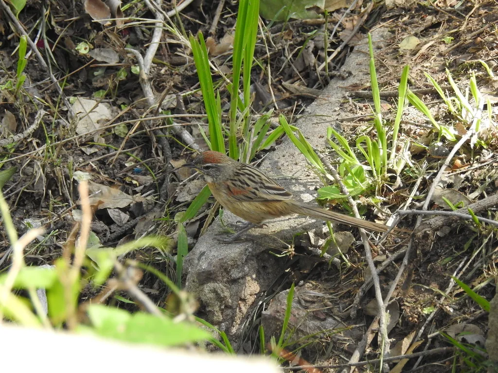 霍托针尾雀(Schoeniophylax phryganophilus)